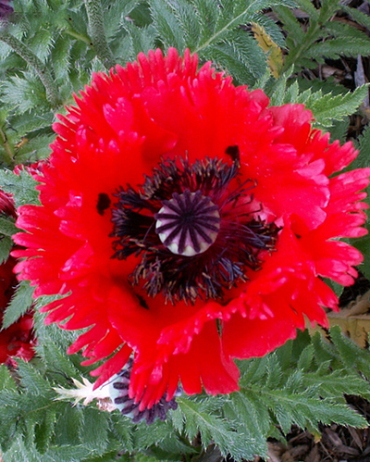 PAPAVER ORIENTALE TÜRKENLOUIS 25 kusov