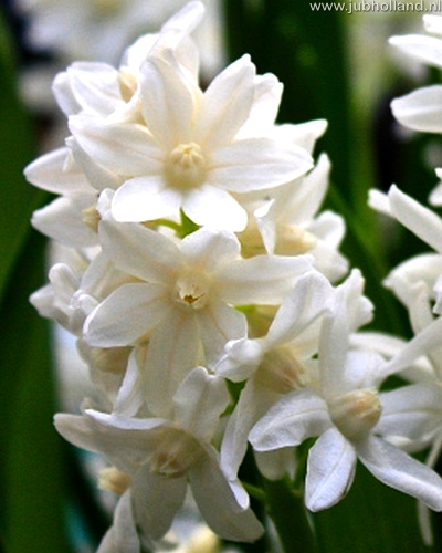 Puschkinia libanotica Alba 5/6, 100 kusov  