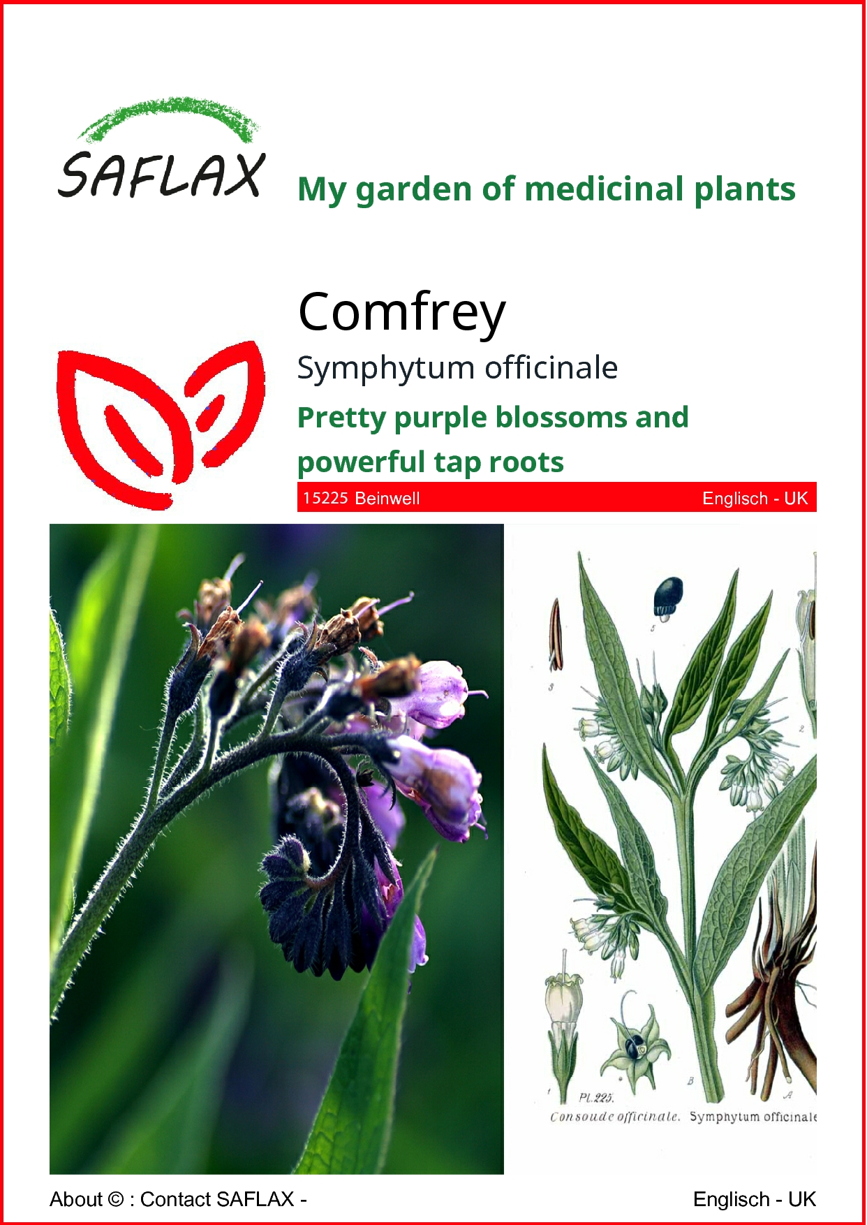 Kostihoj lekársky, Symphytum officinale