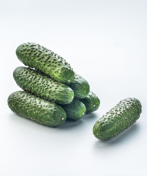 Uhorky nakladačky hruboostné, partenokarpické SV4097CV 100 semien