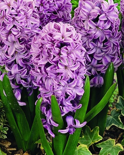 hyacint, kvetove cibulky, cibuloviny, kvety, cibule hyacintov, cubuloviny