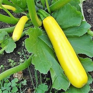 Cuketa žltá Goldcresh 100 semien