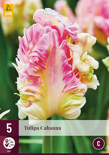 TULIPÁNY CABANNA 5 ks 