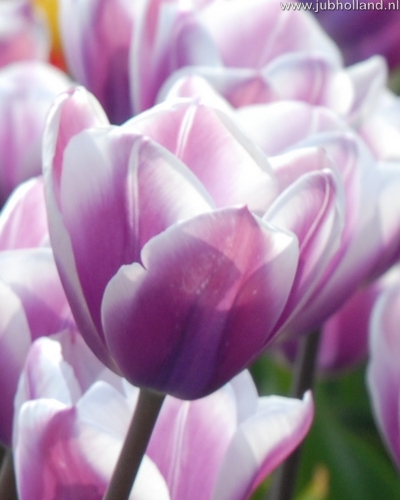 Tulipán triumph Librije 12/+, 100 kusov  