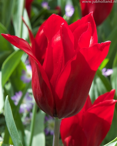 Tulipán laliokvetý Pieter de Leur 11/12, 100 kusov  