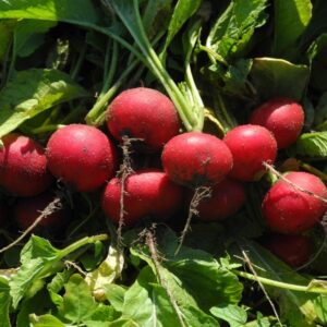 Reďkovka skorá WS 1361 F1 1000 semien