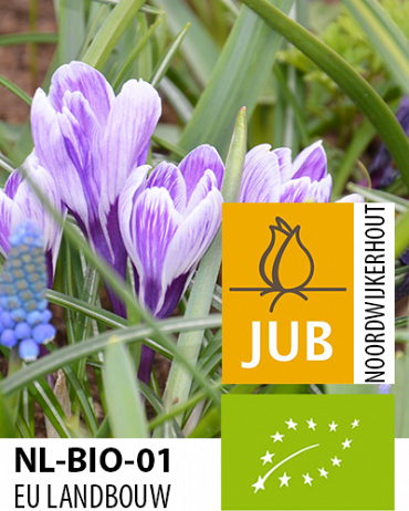 KROKUSY BIO CIBULOVINY King of the Striped 7/8, 100 ks