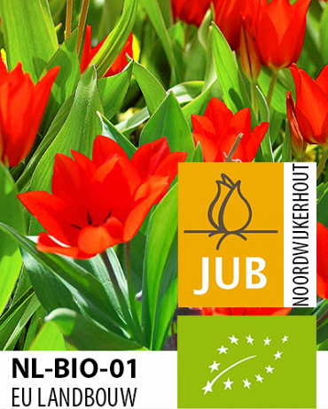 TULIPÁN BIO CIBULOVINY praestans Zwanenburg 7/+, 100 ks