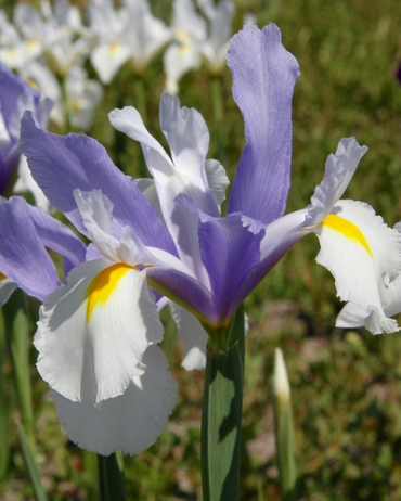 Iris holl Silvery beauty.jpg