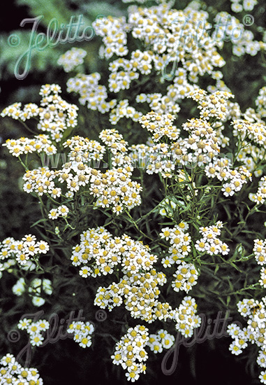 Rebríček bertrámový biely ACHILLEA ptarmica 50 semien