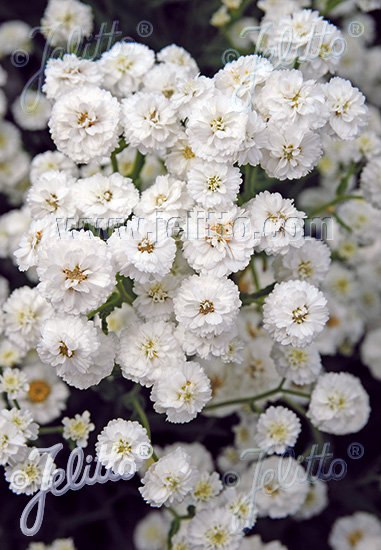 Rebríček bertrámový plnokvetý biely ACHILLEA ptarmica Noblessa 50 semien