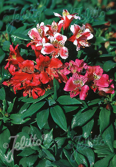 Peruánska lalia ALSTROEMERIA ligtu 'Dandy Candy' cca. 10 semien