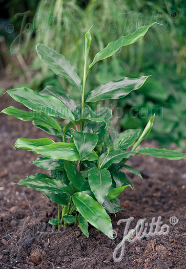 Kardamom čierny AMOMUM subulatum cca 20 semien