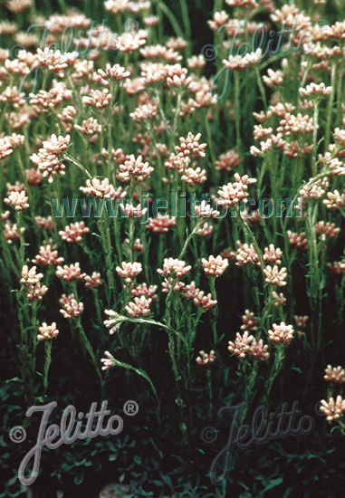 ANTENNARIA dioica cca. 20 semien