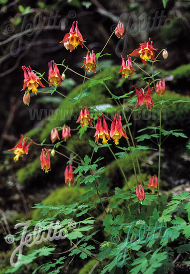 Orlíček kanadský AQUILEGIA canadensis cca 20 semien