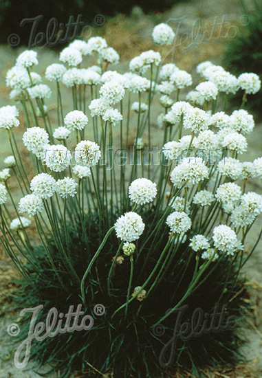 ARMERIA maritima 'Alba' cca 20 semien