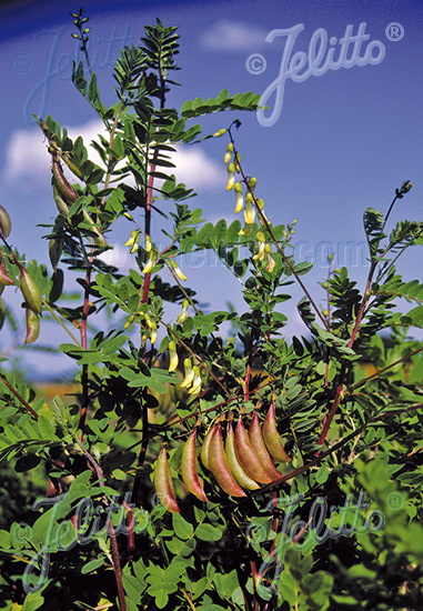Huang Qi, Kozinec blanitý ASTRAGALUS mongholicus cca 20 semien