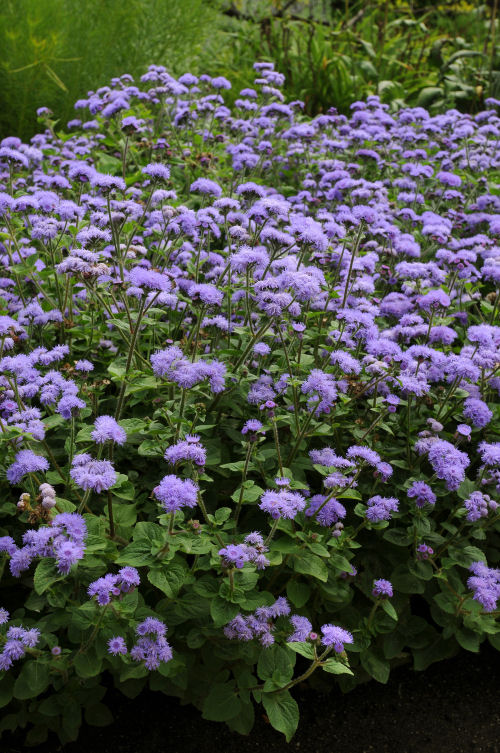 Ageratum houstonianum High Tide Series Blue 1000 semien