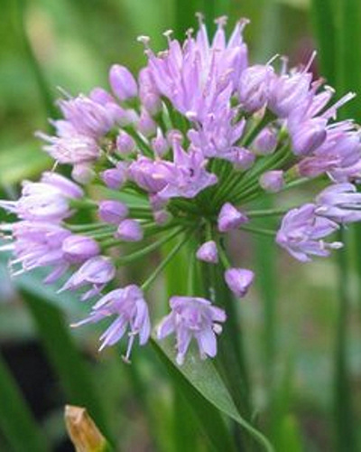 ALLIUM MILLENIUM 10 kusov