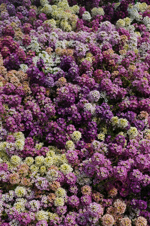 Alyssum Lobularia maritima Easter Bonnet Series Mix 1000 semien