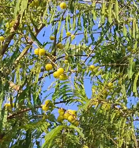 Phyllanthus emblica, Amla Amalaki, indický egreš cca 50 semien