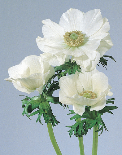 anemone_mona_lisa_white.jpg