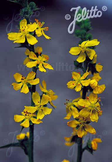 Repík voňavý, čaj spevákov  AGRIMONIA procera cca. 10 semien