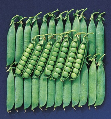 Hrach cukrový Avola 1 kg