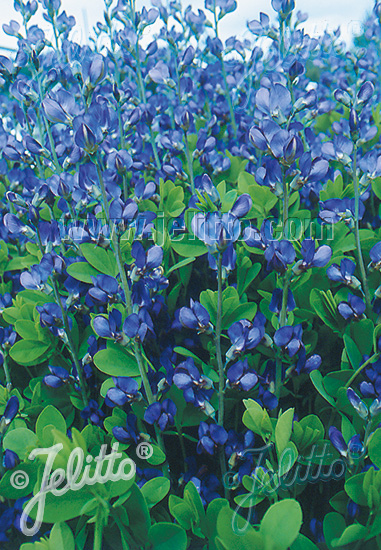 BAPTISIA australis 20 semien