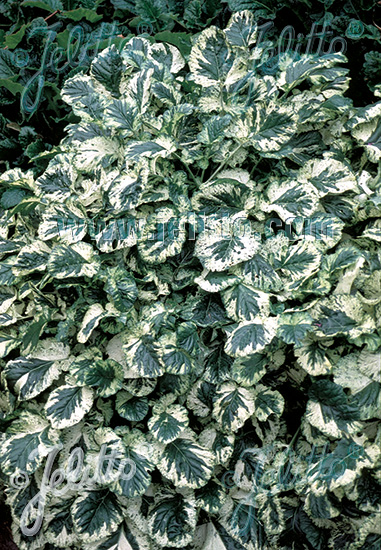 Barbarea vulgaris, Barborka obyčajná 'Variegata' cca 20 semien