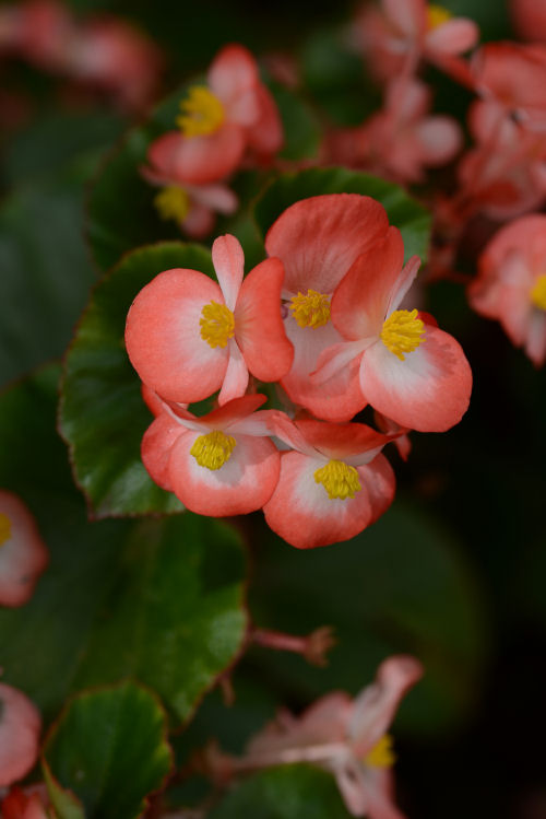 Begonia Begonia hybrida Baby Wing Series F1 Bicolor 1000 semien