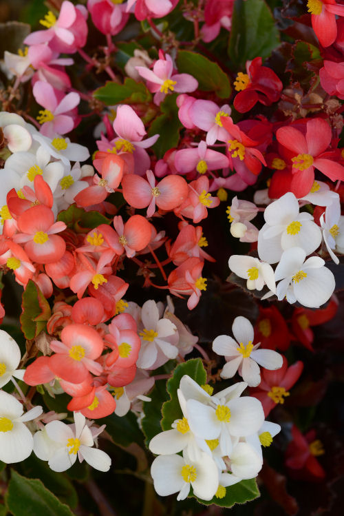 Begonia Begonia hybrida Baby Wing Series F1 Mix 20 semien