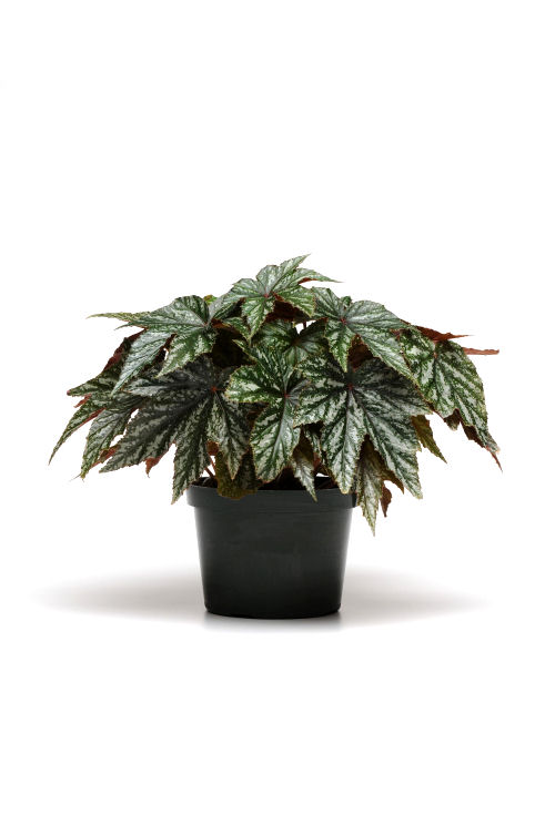 Begonia hybrida Gryphon, Listová Begonia  10 semien