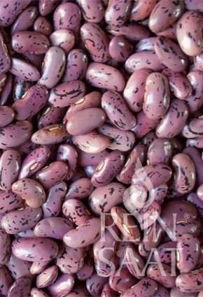 BIO Semená Fazuľa ťahavá Preisgewinner cca 30 g