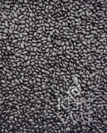 Fazuľa kríčková BIO čierna na lusk i sušenie Black Turtle  cca 20 g