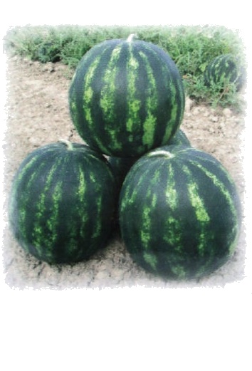 Melón vodný - Dyňa Bonta F1 100 semien