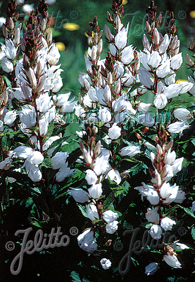 Zvonček biely CAMPANULA latifolia var. macrantha Alba cca 50 semien