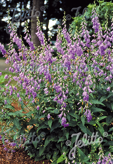 Zvonček repkovitý CAMPANULA rapunculoides 20 semien