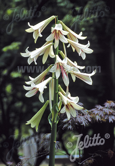 Obria ľalia CARDIOCRINUM giganteum cca 20 semien