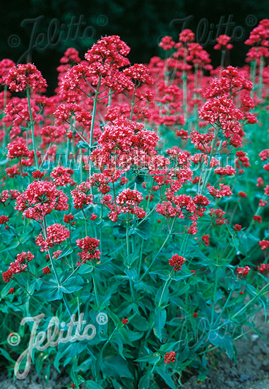 Centrant červený CENTRANTHUS ruber var. Coccineus cca. 20 semien