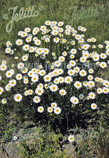 Margaréta biela, Leucanthemum vulgare 20 semien