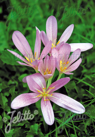 Jesienka obyčajná COLCHICUM autumnale cca 20 semien