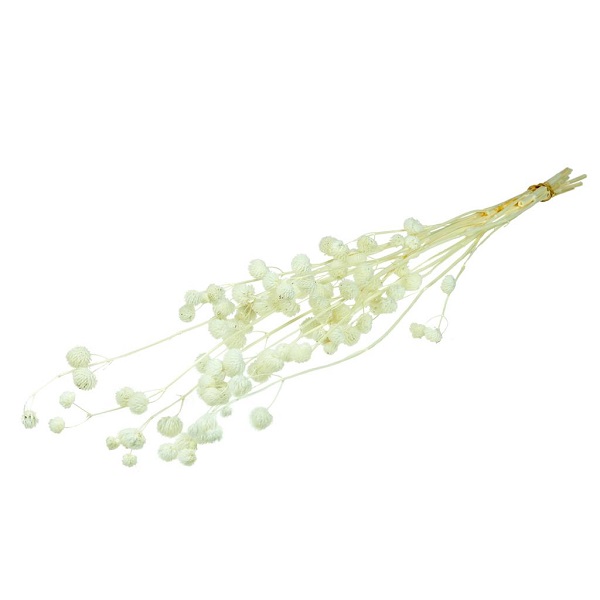 Sušené kvety Calicarpa 70cm bleached white  zväzok