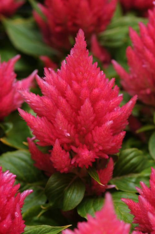 Celosia plumosa Ice Cream Series Pink 1000 semien