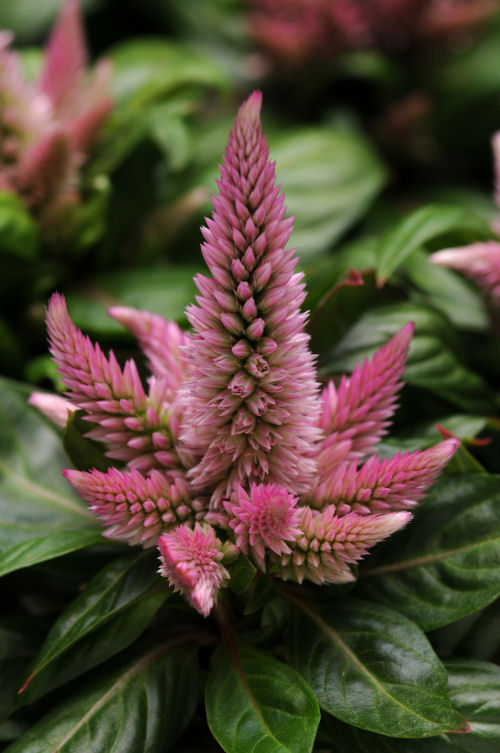 Celosia spicata Kosmo Series Pink 1000 semien