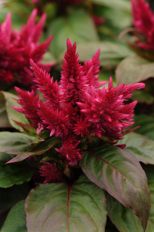 Celosia spicata Kosmo Series Purple 1000 semien