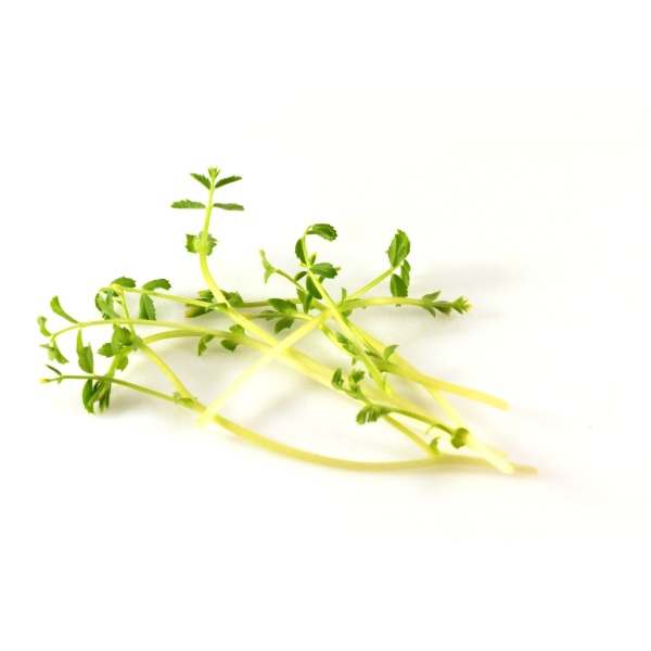 Cícer semená na mikrozeleninu 100 g