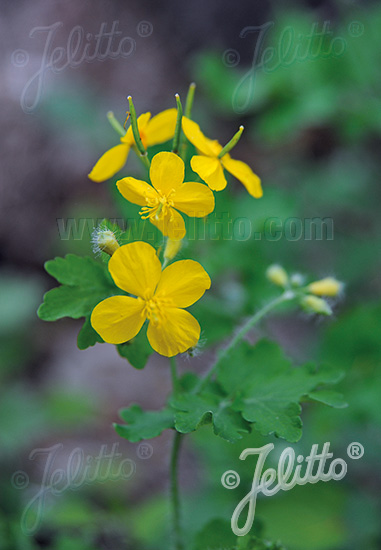 Lastovičník väčší  CHELIDONIUM majus cca. 20 semien