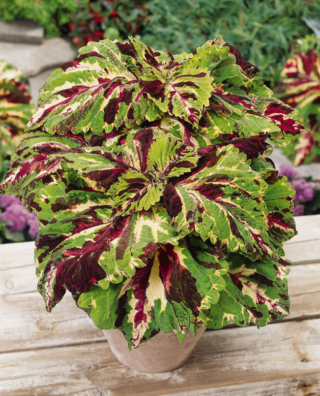 Coleus Solnostemon scutellarioides Premium ShadeColeus Kong Series Mosaic 1000 semien