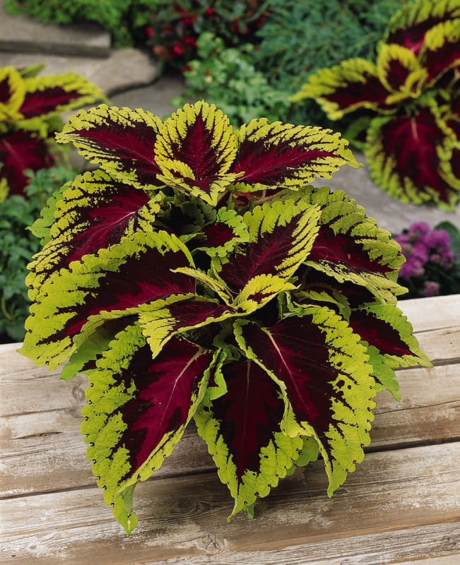 Coleus Solnostemon scutellarioides Premium ShadeColeus Kong Series Rose 1000 semien